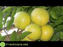 Grapefruit 101