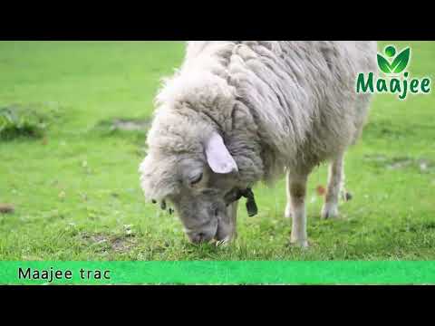 Trace Mineral Mixture