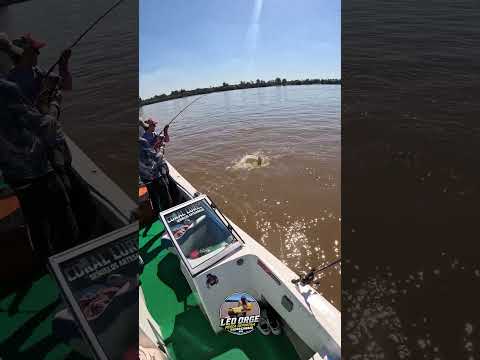 Salto Chico! Concordia Entre Rios 🔥
