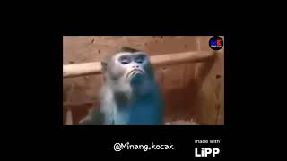 Download lagu Minang kocak monyet ibal mp3 Download lagu Minang kocak monyet ibal mp3