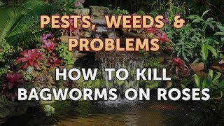 How to Kill Bagworms on Roses