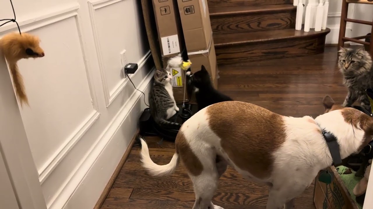 Enlarge Tofurkey & Turducken, a ADOPTABLE mixed breed in Hyattsville, MD video 6/6