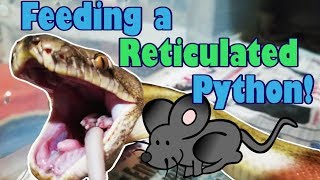 Feed My Pet Friday: Reticulated Python! by Snake Discovery