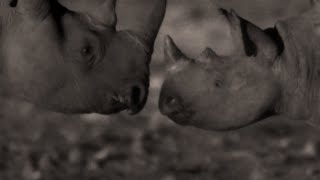 לא תאמין מה הקרנפים עושים בלילה | אפריקה | BBC Earth
