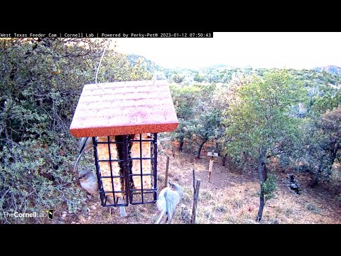 Two Waves Of Bushtits Hitch To Suet Feeder In West Texas – Jan. 12, 2023