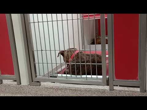 Loyas-bed 2y A850532 Coco 2y A861395 kennel 167 PACC shelter she seems lovely easygoing gal 2 me553