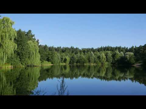 8 Hours of Lakeshore Bird Singing and Water Sounds - Calming Nature Sounds
