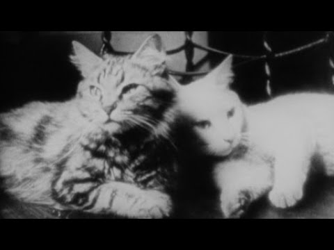 The Private Life of a Cat (1947) | Maya Deren & Alexander Hammid | Cat Documentary