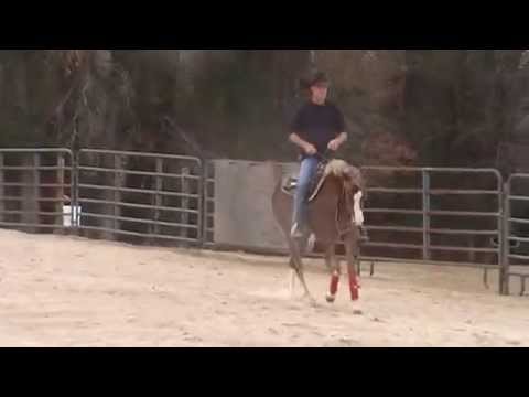 ZZ Sugar and Spice Yearling Paint Filly