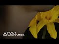 Primary - Night Flower (Night Version) [Feat. Car, the Garden]