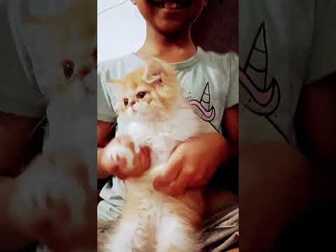 #pets #cat #funny #cute #catsshorts #kitten #animalshorts #cuteshorts