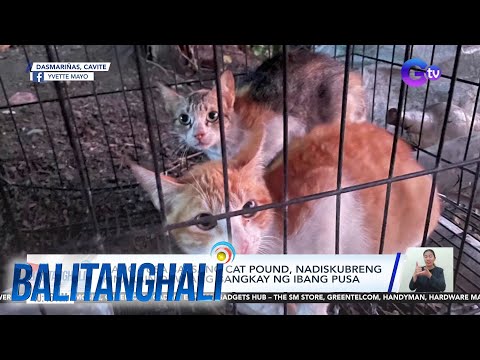 Ilang pusa sa isang cat pound, nadiskubreng kinakain daw ang bangkay ng ibang pusa BT