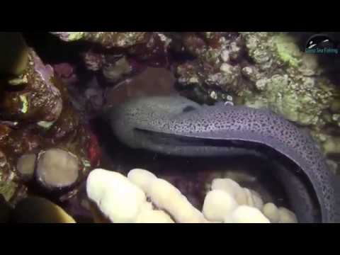 Moray Eels Fighting Amazing , Type of Terrifying Predators Underwater
