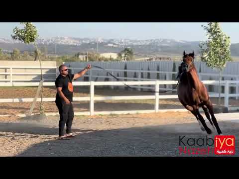 RAWAF ALBIDAYER . AJ MARZAN BY AJ PORTOFINO & RASHA ALBIDAYER BY FA EL RASHEEM