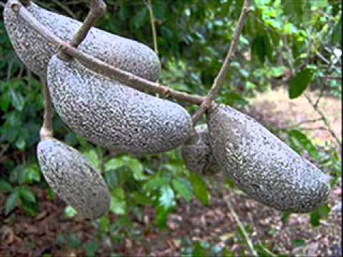 FG Los Merecures - Nelson Morales