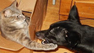 Funny animals - Funny cats / dogs - Funny animal videos / Best videos of December 2022