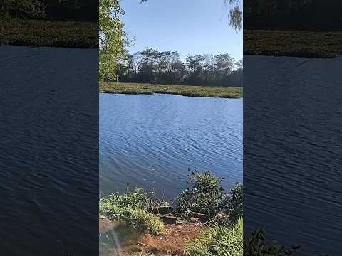 Lagoa da fazenda são Francisco  Igaraçu // São Manoel