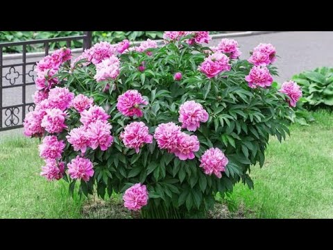 How to make your peony bloom - all about growing peonies