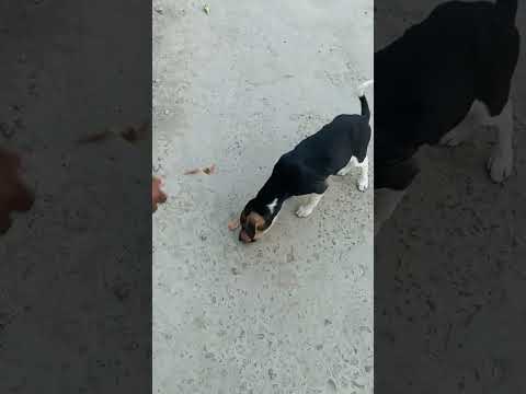 they are so cute 💖💖#ytshorts #puppy #cute #love