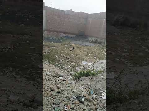 Dogs love fight early morning