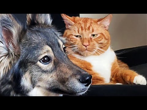 1 hour of funny videos of dogs and cats for animal entertainment😂 😸🐶