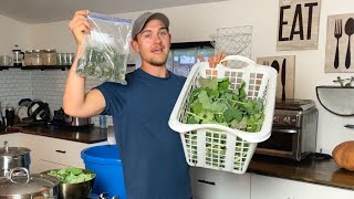 How to Freeze Kale, Collards, Chard, Spinach, and Turnip Greens!