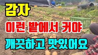 감자 굵고 맛있게 키우면서 더뎅이병 없이 키우기