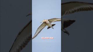 The Bird that Flies 12,000 km Non-stop!