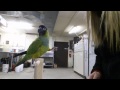 Nanday Conure begins target training