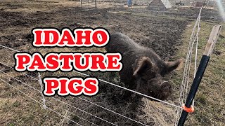DISCOVER the beauty of Idaho Pasture Pigs