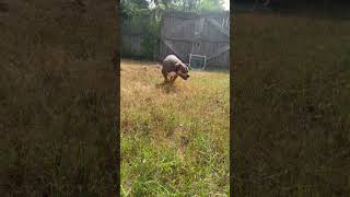 Video preview image #1 Mutt Puppy For Sale in Jackson, MS, USA