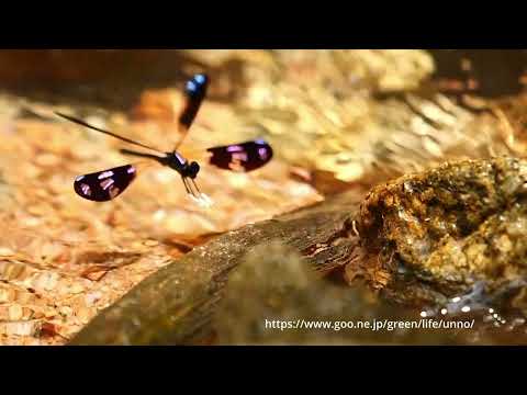 ハナダカトンボの求愛と産卵