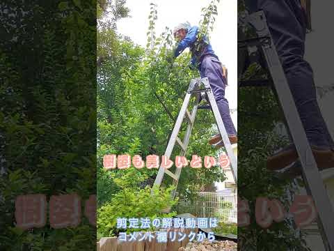 春にディプラデニアを剪定するにはどうすればよいですか？花を美しく保つためのヒントをご紹介します  庭園