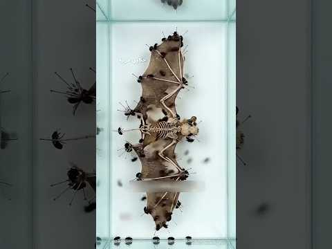 مين بينضف هياكل المتاحف؟ 😳🦴