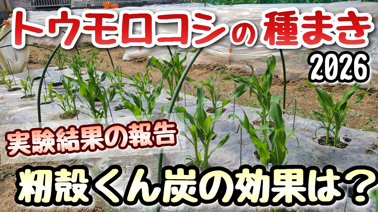 【トウモロコシ】発芽率UPの実験結果～覆土の上に籾殻くん炭～