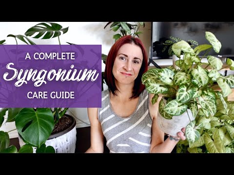 Complete Syngonium Care Guide | Arrowhead Plant Care and Propagation