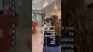 Video preview image #1 Boston Terrier-Unknown Mix Puppy For Sale in Huntington Beach, CA, USA