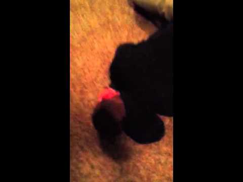 Jason does have testacles..