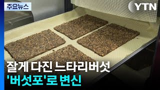 "고기 맛 버섯포"...버섯의 화려한 변신 / YTN
