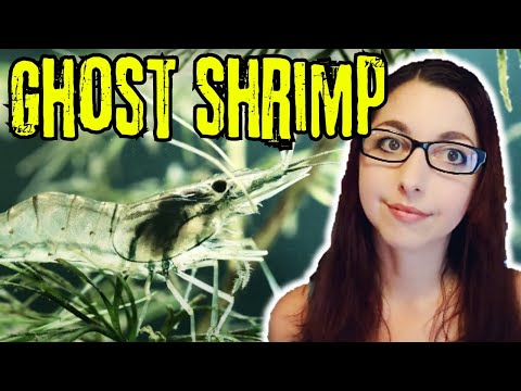 Ghost Shrimp Beginner Care Guide | Ghost Shrimp Basic Care