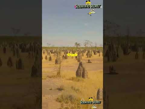 🐜 Termite Mounds: Nature’s Engineering Wonders 🌍 | Environmental Control Experts #TermiteMounds 🐜