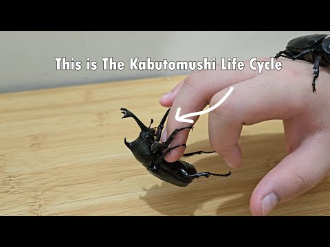 Kabutomushi Japanese Beetle Complete Life Cycle Under 1 Minute