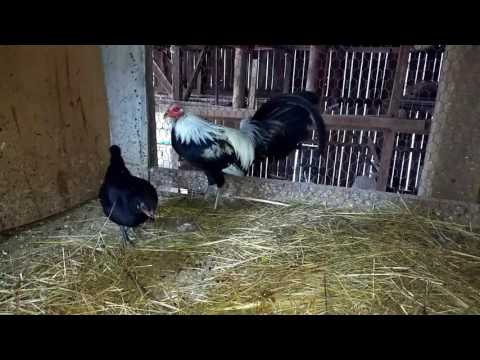 ¾ Shorty Bullock miniature grey cock and a tuzo Jap pullet