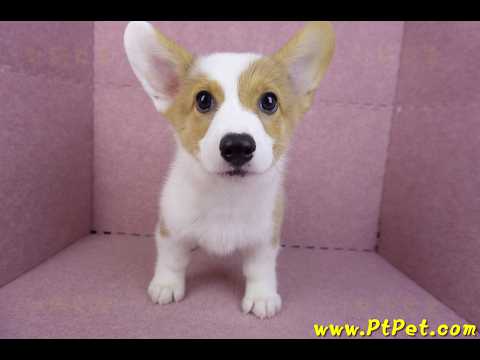 09/22雙色柯基犬公幼犬(高雄前金)