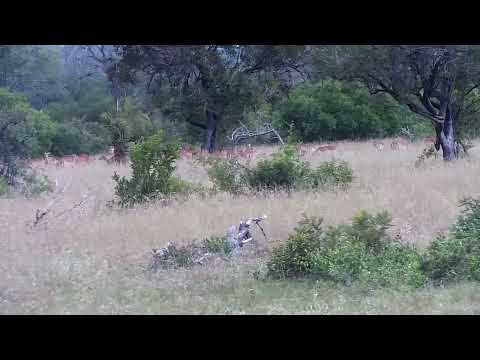 Djuma: Wildebeest bull and Impala herd - 15:32 - 01/29/2023