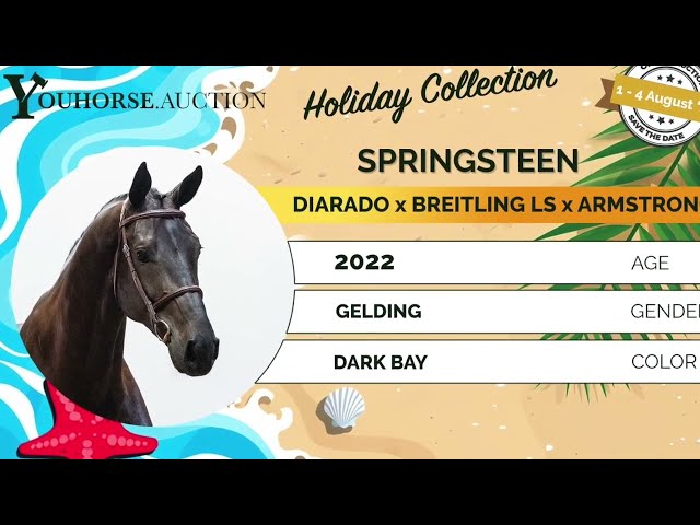 Springsteen 4yo class