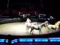 Circus Horses In Pensacola