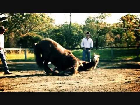 horses- what they mean to us