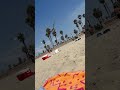 Seagulls Frenzy