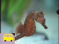 Noggin S Field Trip A Field Trip To The Aquarium Elmo S World